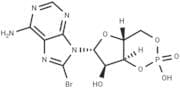 8-Bromo-cAMP