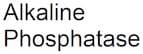 Alkaline Phosphatase