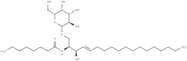 C8 Galactosylceramide (d18:1/8:0)