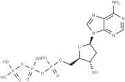 2'-Deoxyadenosine-5'-triphosphate