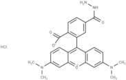 TAMRA hydrazide (6-isomer)
