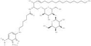 C6 NBD Lactosylceramide