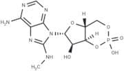 8-MA-cAMP