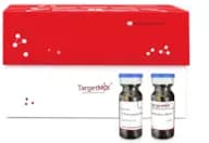 1.25% Avertin (Anesthesia For Mice)