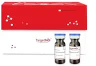 2.5% Avertin (Anesthesia For Rat)