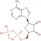 Adenosine 5'-diphosphate