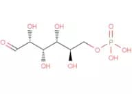 D-Glucose 6-phosphate