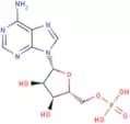 Adenosine monophosphate