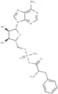Phenylalanyl adenylate