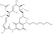 Aminohexylgeldanamycin