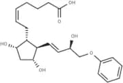 16-phenoxy tetranor Prostaglandin F2α