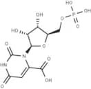Orotidine 5′-monophosphate