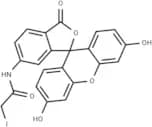6-Iodoacetamidofluorescein