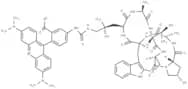 Phalloidin-TRITC