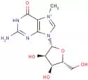 7-Methylguanosine