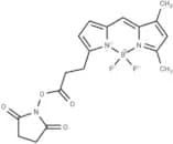 BODIPY-FL NHS ester