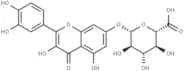 Quercetin 7-glucuronide