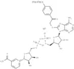 8-(4-azidophenacylthio) NAD+ sodium