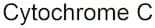 Cytochrome C