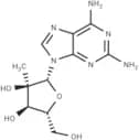 2-Amino-2′-C-methyladenosine