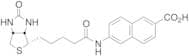 N-Biotinyl-6-amino-2-naphthoic Acid