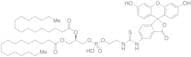 Fluorescein-Dipalmitoylphosphatidylethanolamine