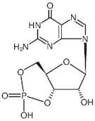 Guanosine 3',5'-Cyclic Monophosphate