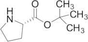 L-Proline tert-Butyl Ester