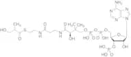 3-Hydroxyisobutyryl CoA