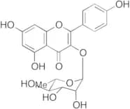 Kaempferol 3-O-α-L-Rhamnoside