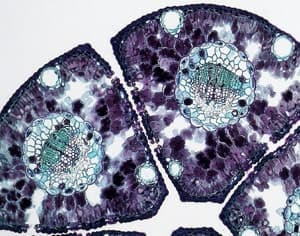 29 avril, Journée Internationale de l'Immunologie